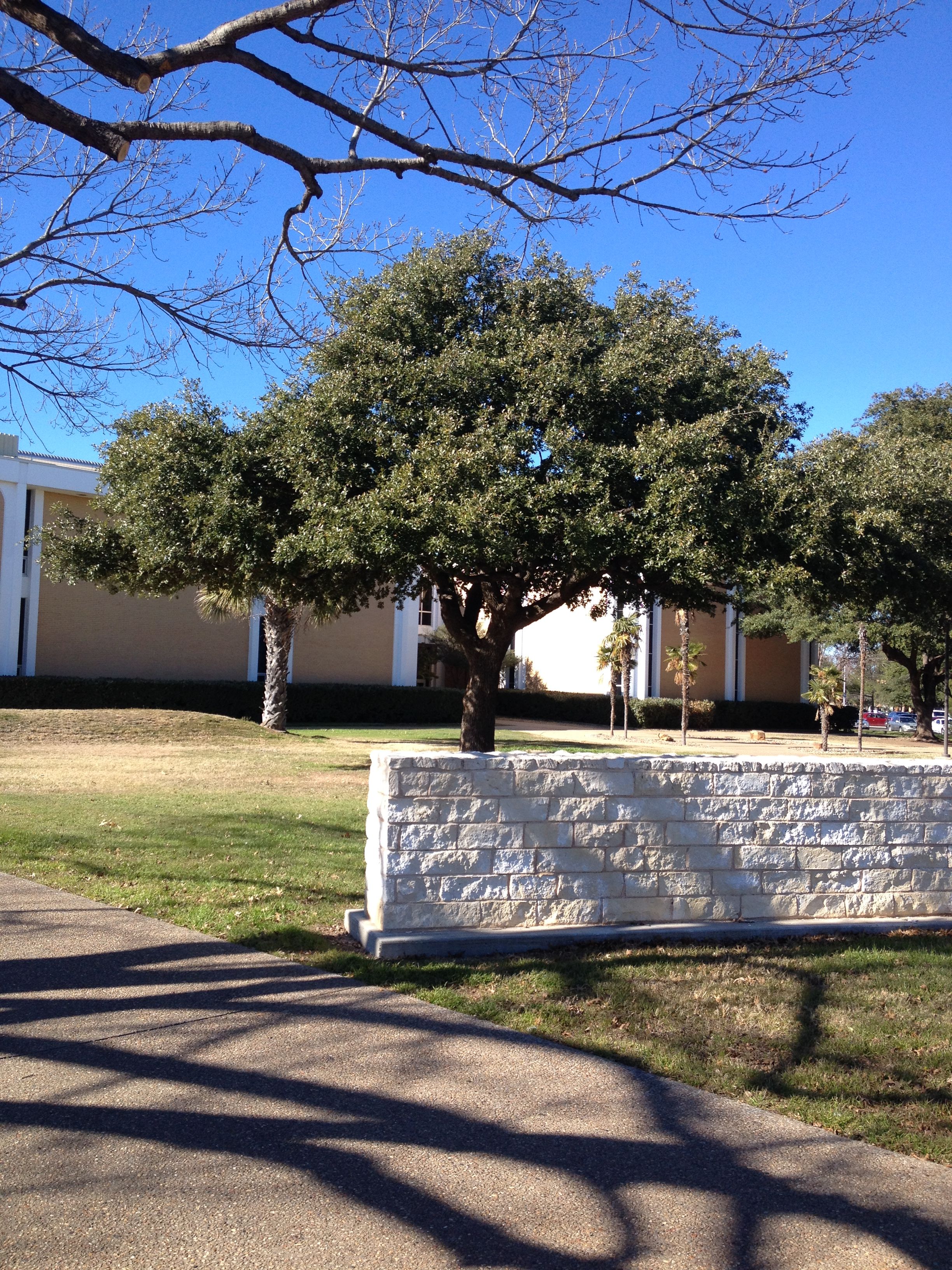 Gallery San Angelo Tree Experts Tree Express