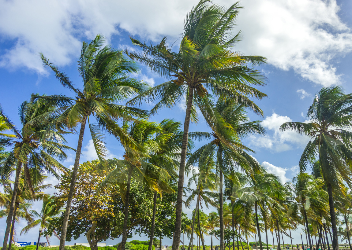 How Fast Do Palm Trees Grow? Tree Wise Arborists AZ