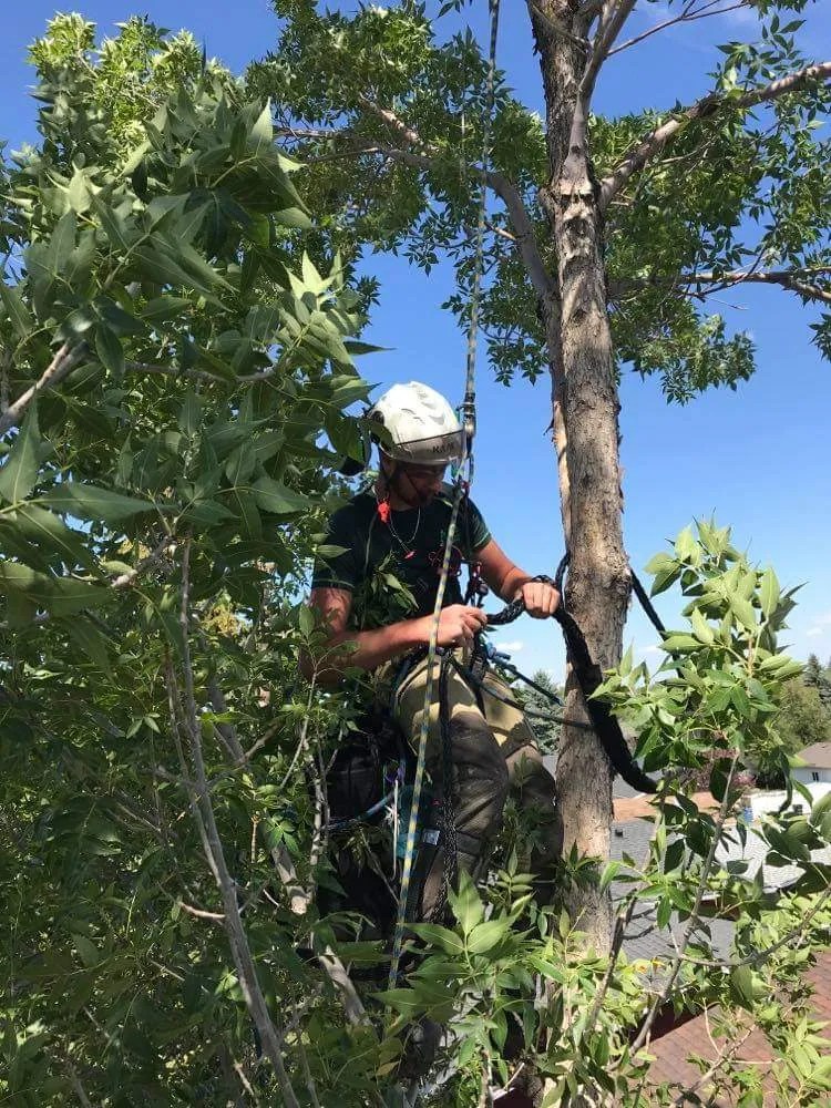 Cable & Bracing Treewiz