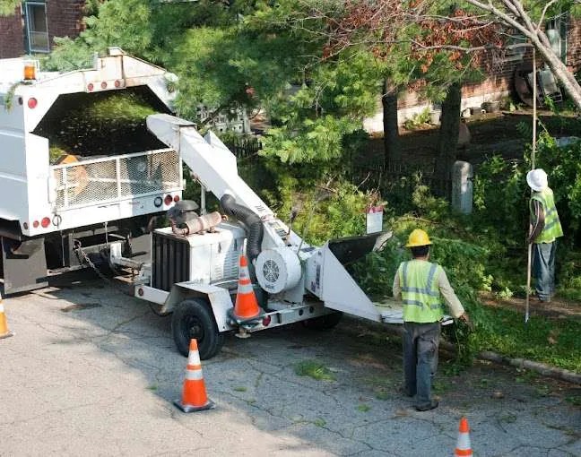 Tree Trimming & Pruning Peoria, AZ Certified Arborist