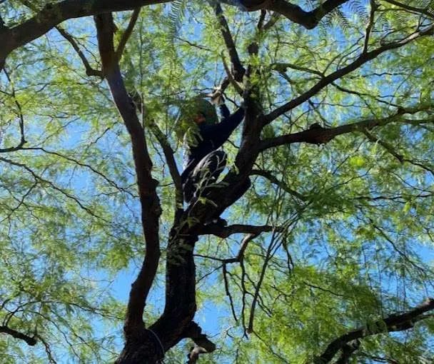 Tree Trimming & Pruning Peoria, AZ Certified Arborist
