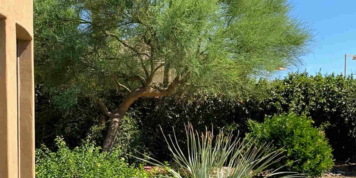 Coniferous vs Deciduous Trees: What Are the Differences?