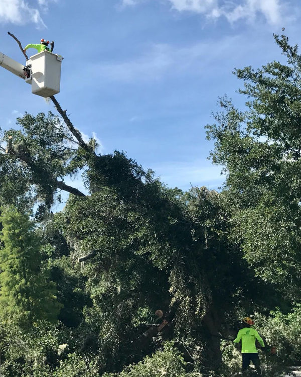 Orlando Tree Removal Tree Work Now
