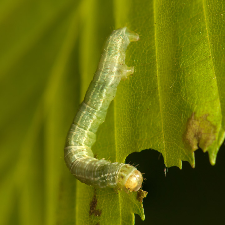 Tree Insect and Caterpillar Identification Treeworks