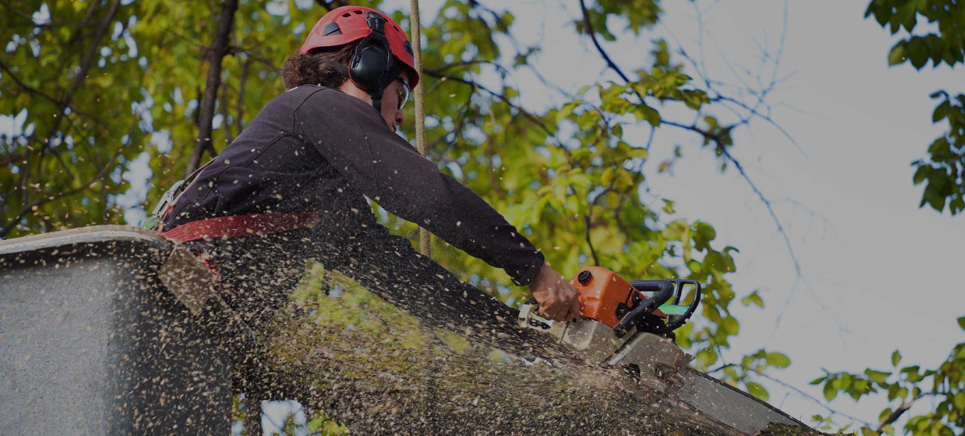 Tree Cutting Service Chattanooga TN » Tree Removal Chattanooga