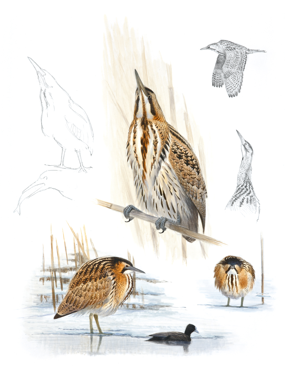 „Schräge Vögel“ von Uwe Westphal TREIBHOLZINSEL