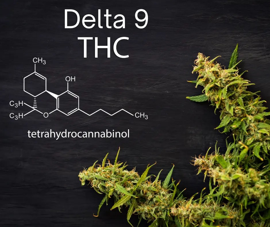 Your Guide to Delta 9 THC Trek CBD