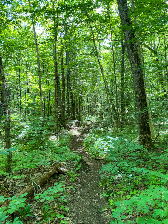 Bigelow Mountain and Avery Peak Trekking Sketches