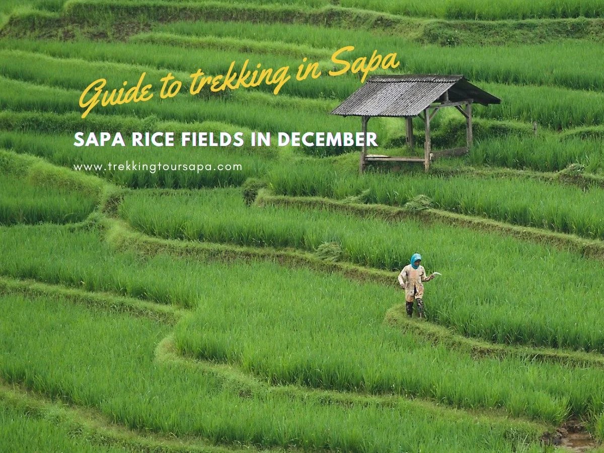 Embrace The Serenity Sapa Rice Fields In December
