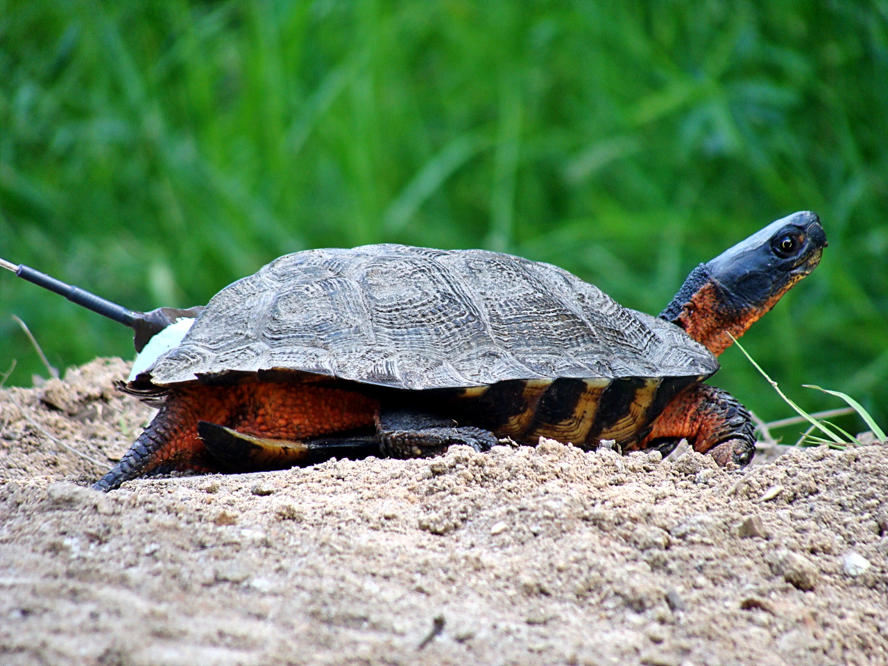 Ohio’s 12 species of turtles at a glance TrekOhio