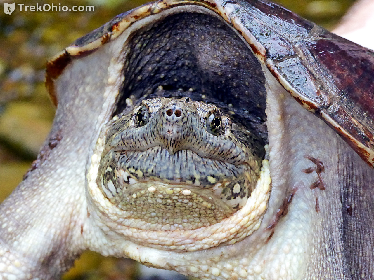 Ohio’s 12 species of turtles at a glance TrekOhio