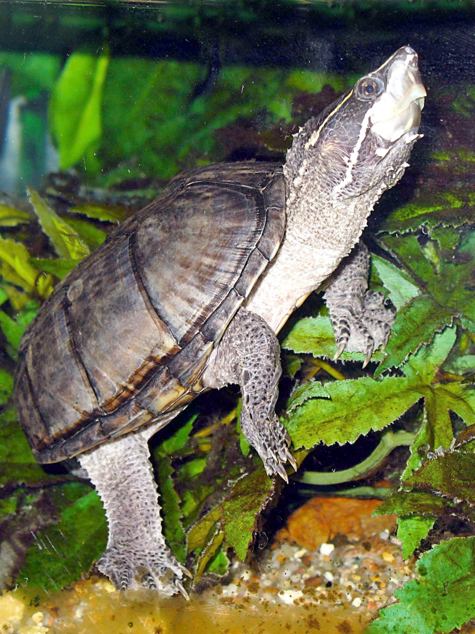 Ohio’s 12 species of turtles at a glance TrekOhio