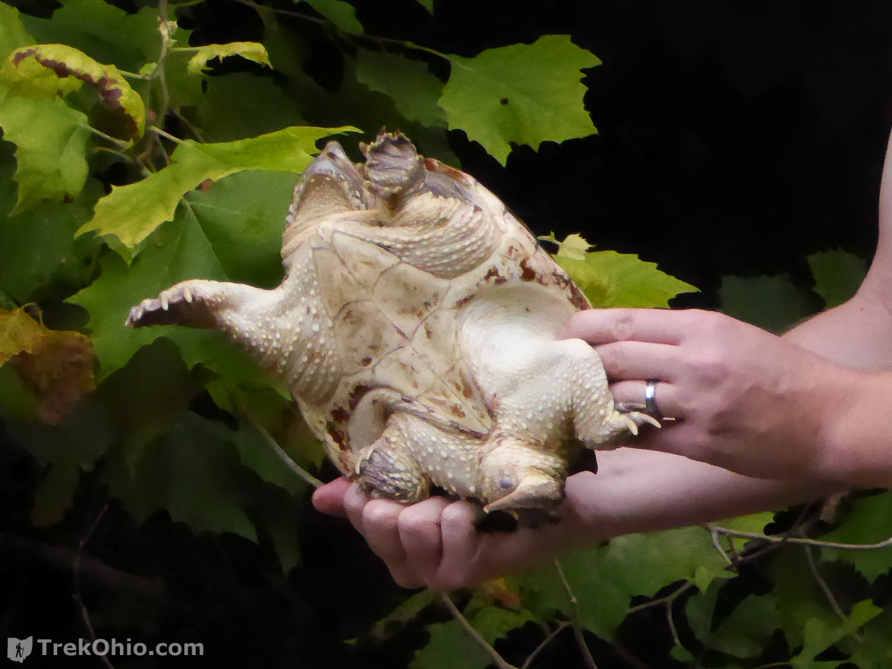 Ohio’s 12 species of turtles at a glance TrekOhio