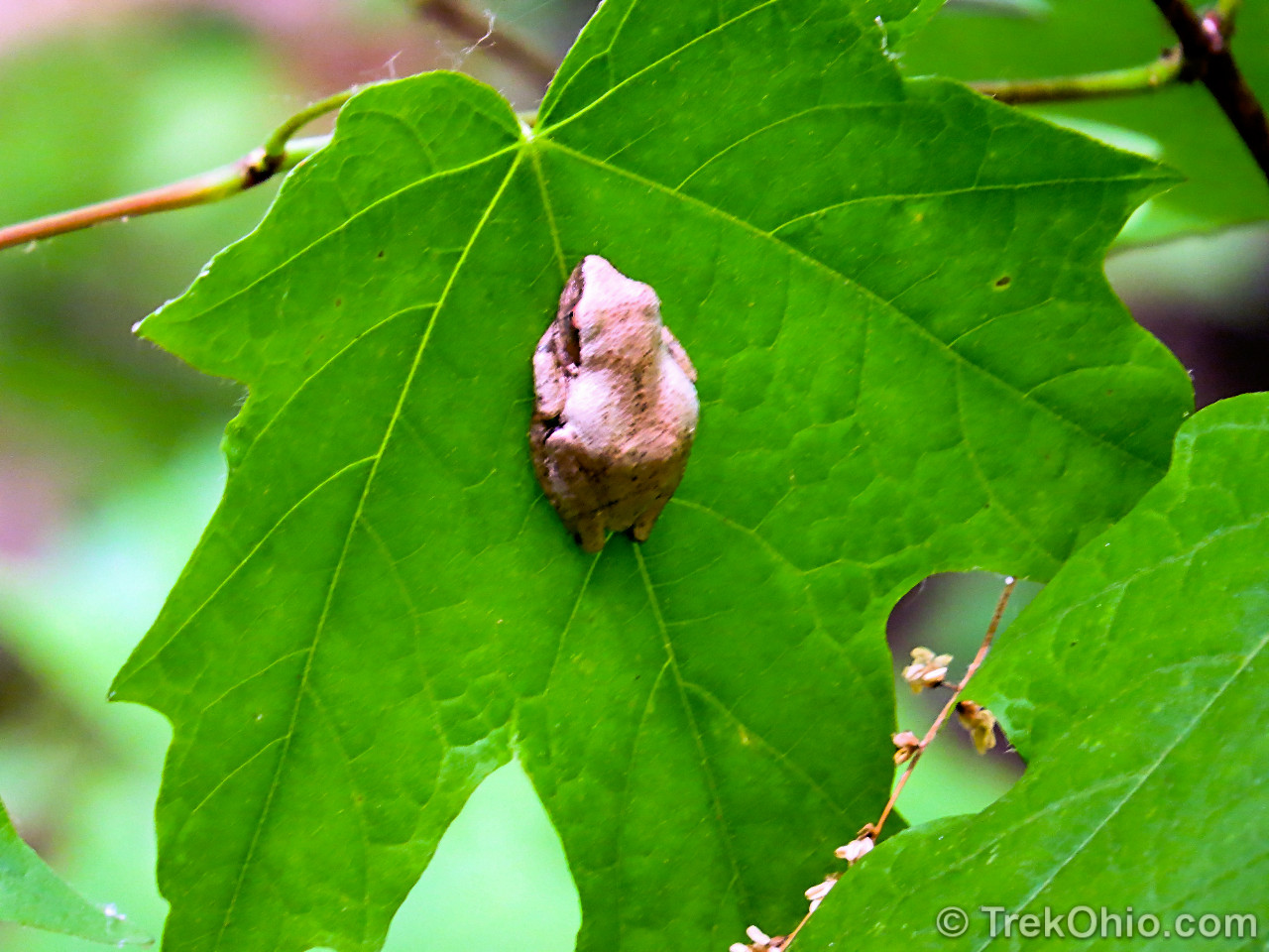 Ohio’s 15 species of frogs and toads at a glance TrekOhio