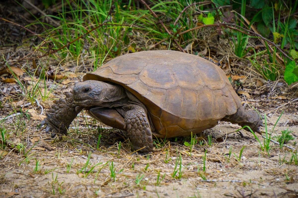 Two Stops along the Great Florida Birding & Wildlife Trail with my new