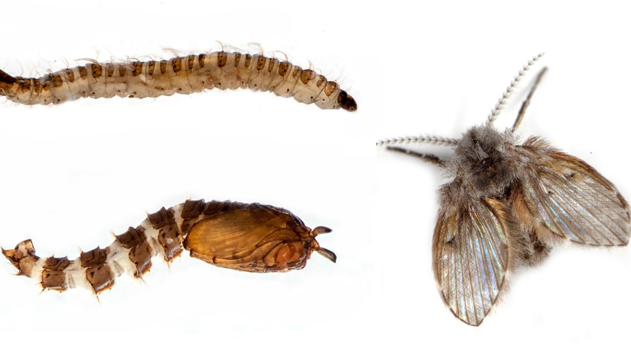 How to get rid of drain flies 5 effective ways