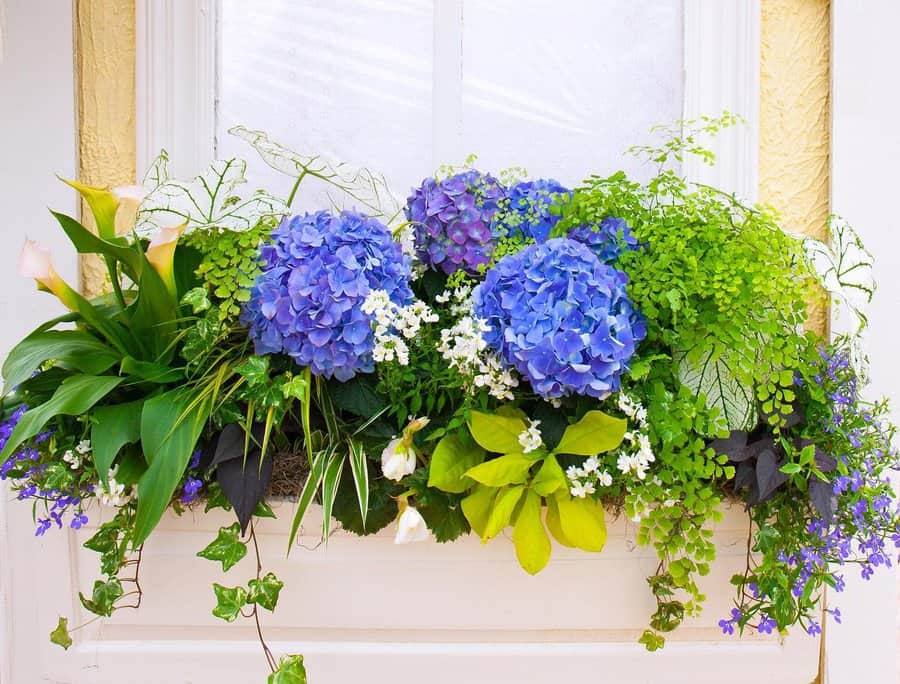 19 Window Box Ideas to Brighten Up Your Exterior Trendey