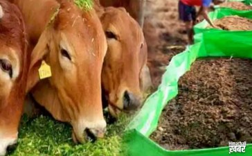 1 गाय से 6 एकड़ जमीन को कर` सकते हैं उपजाऊ, गाय के गोबर व गोमूत्र से तैयार हुई अनोखी खाद