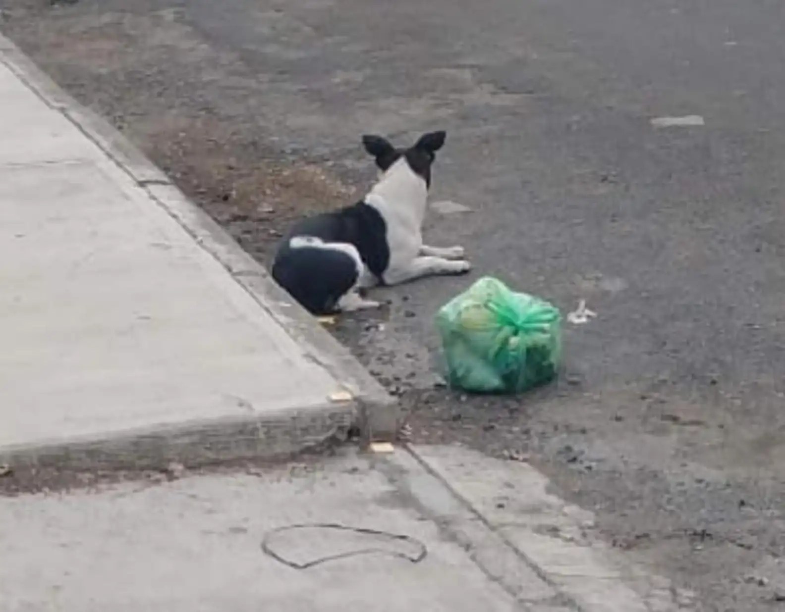 Dog Dumped With All Her Things Can't Accept That Family Left Her Behind