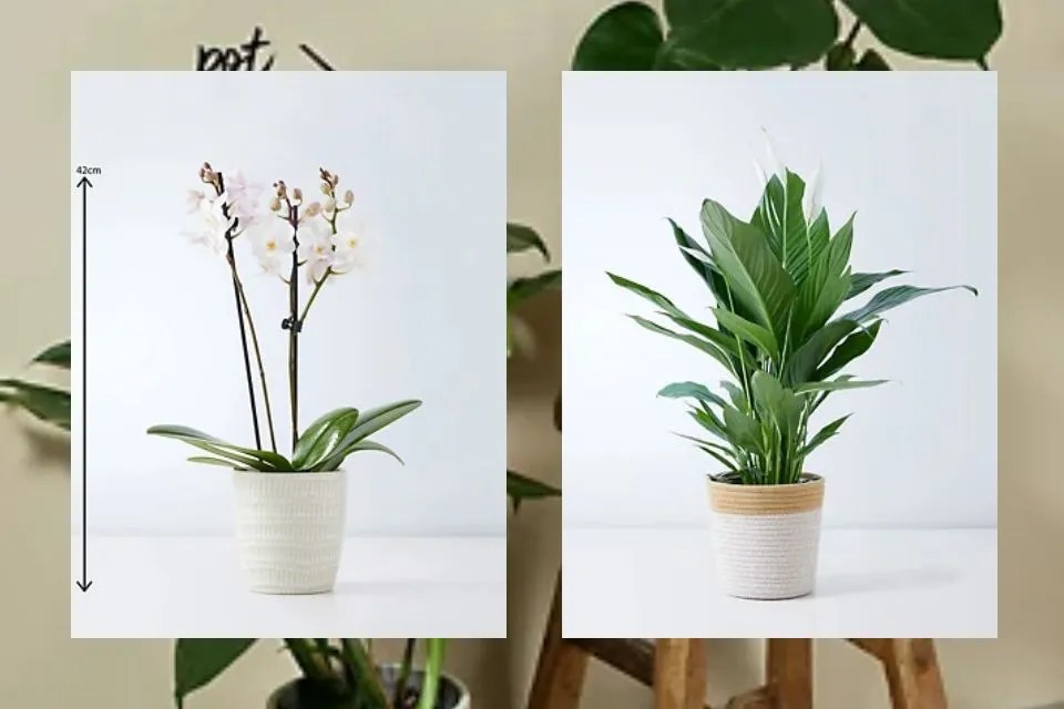 Discover the Best House Plants for a Healthy and Beautiful Home