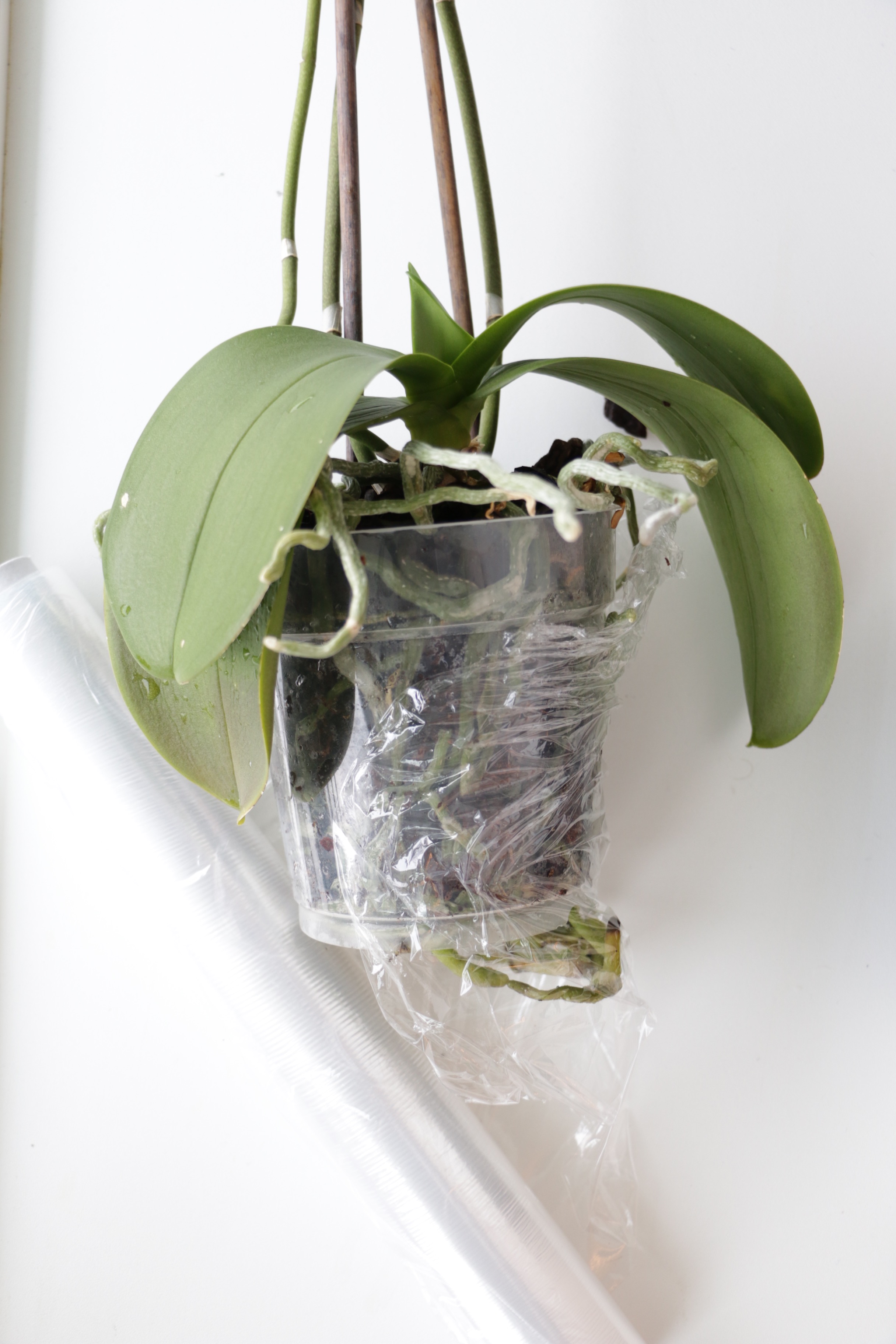 How I make my orchids bloom again