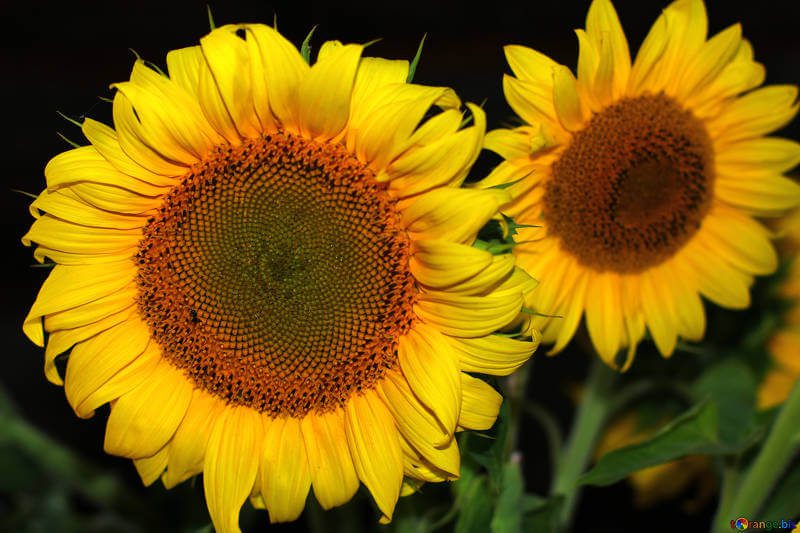 21 Weird Phobias You Never Knew Existed Trendpickle