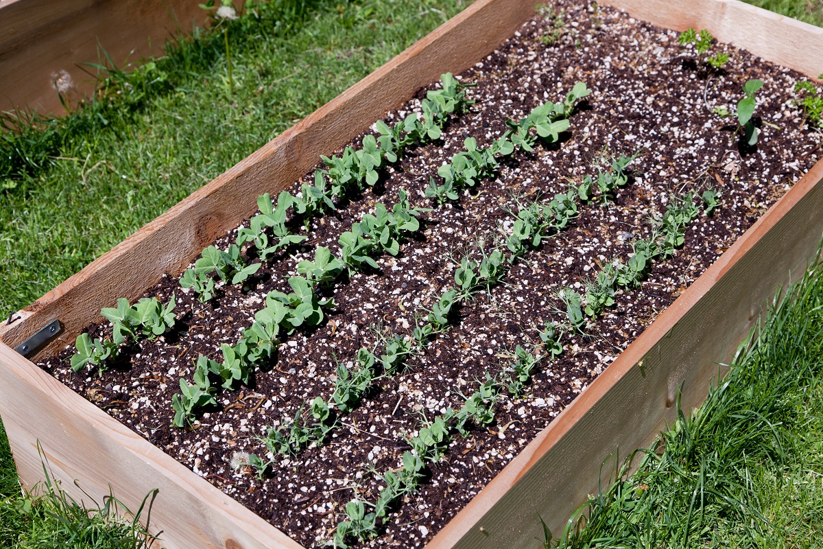 Pea Plants in Raised Bed Trendspot Inc.