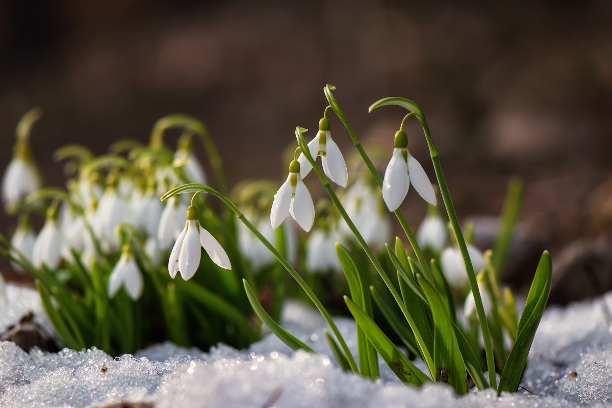 Snowdrop flowers blooming in winter Trendspot Inc.