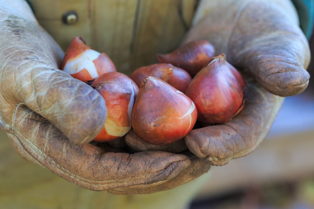 Summer Flowering Bulbs to Plant in March