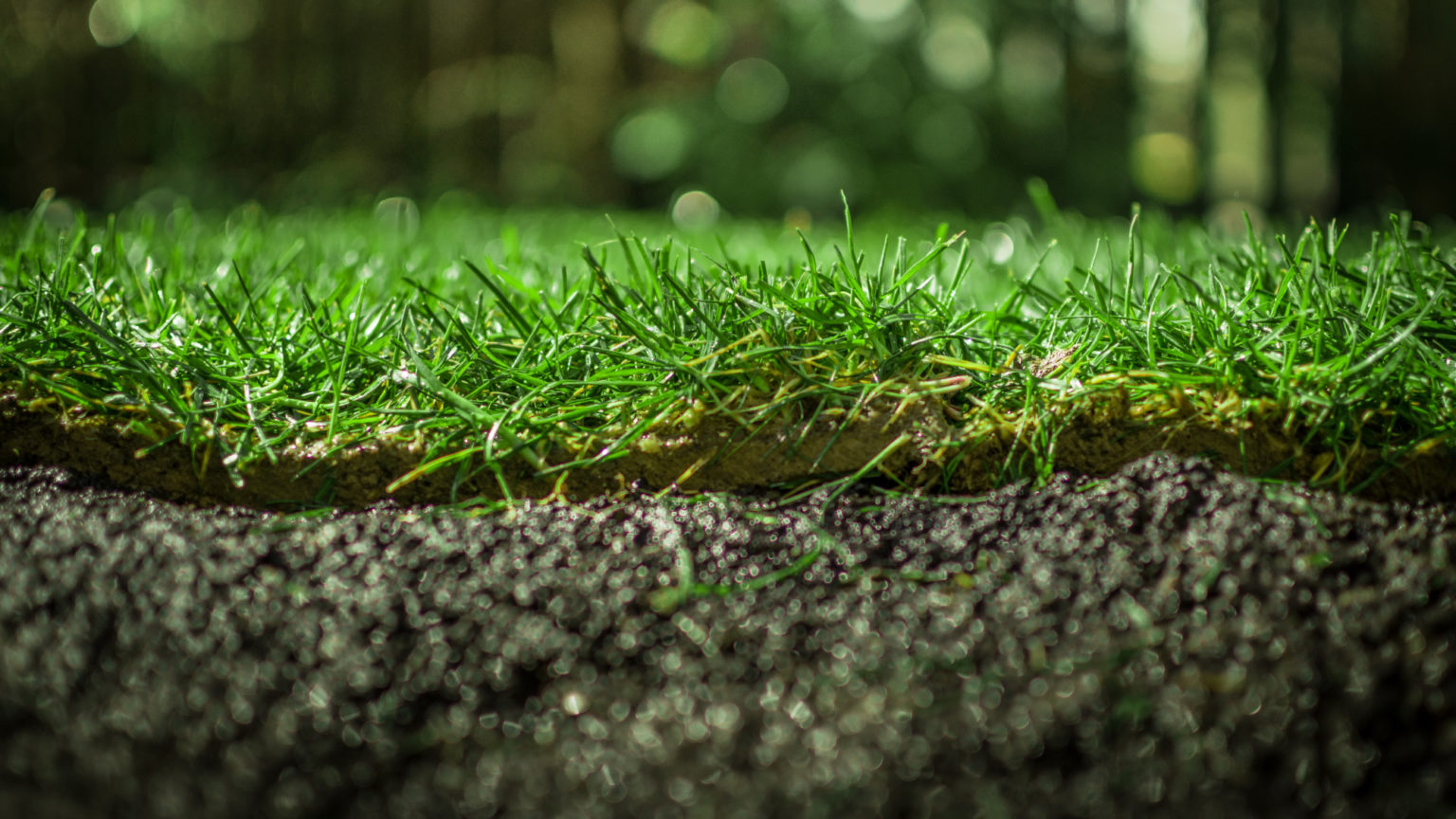 How to Revive Grass That Has Seen Better Days