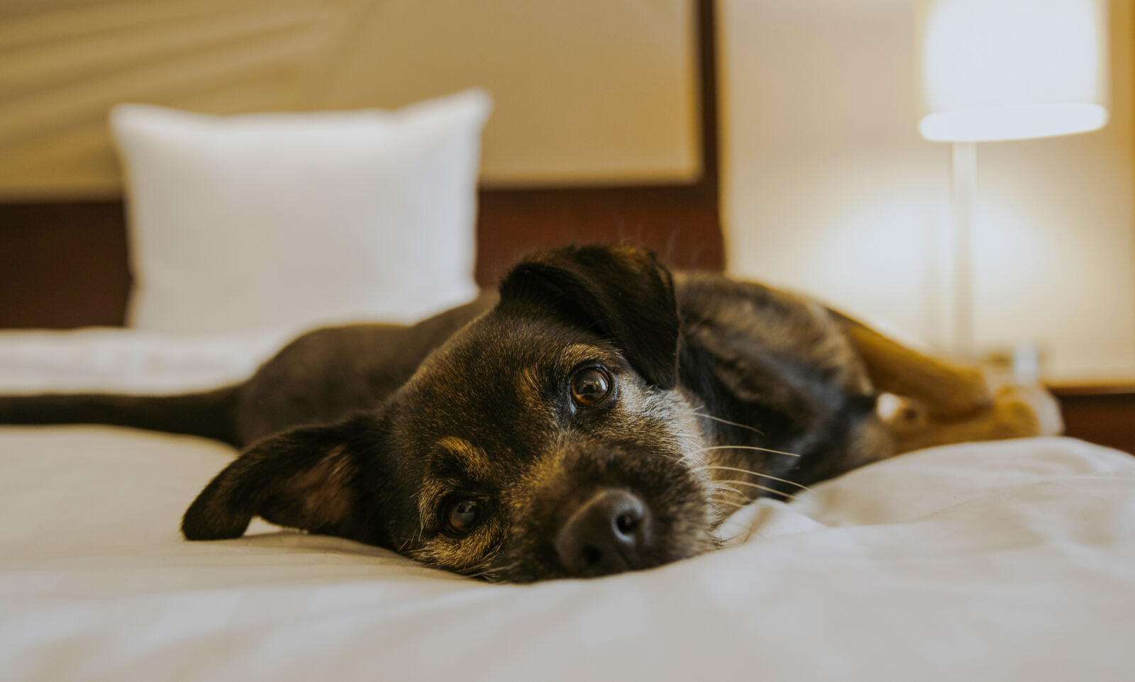 Lisbon Marriott Hotel renova conceito de pet friendly e
