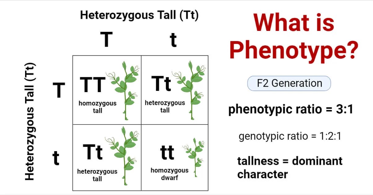 Phenotype Definition, Meaning, Types, Applications, Examples of
