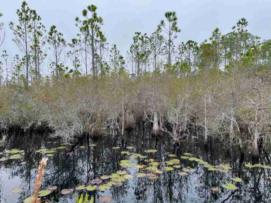 Apalachicola Day 6Ralph G. Kendrick Dwarf Cypress Boardwalk in Tate’s
