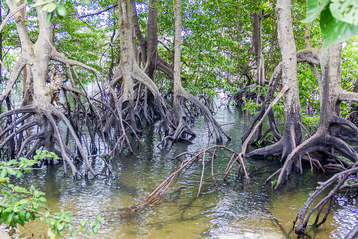 Mangrove and Wildlife at Sungei Buloh Wetland Reserve Migratory Bird