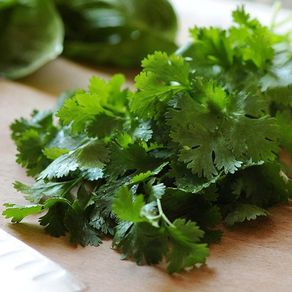 Cilantro Santo Trevisanuttos
