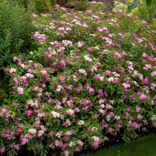 Spirea, Anthony Waterer 3G Trevisanuttos