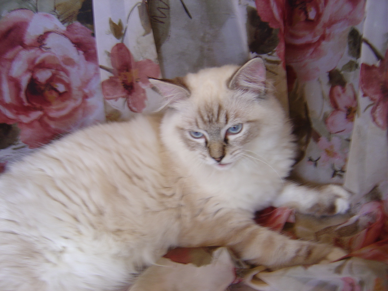 Trexdolls Ragdoll Kittens