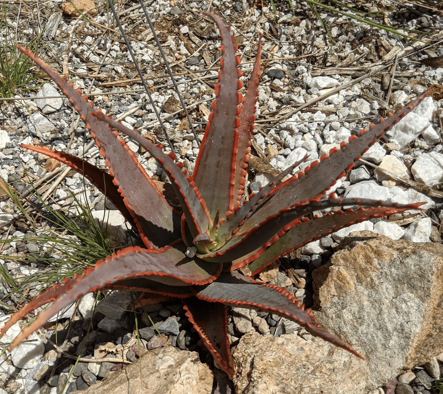 Care Diary Aloe Hybrid Collection Update Trex Plants