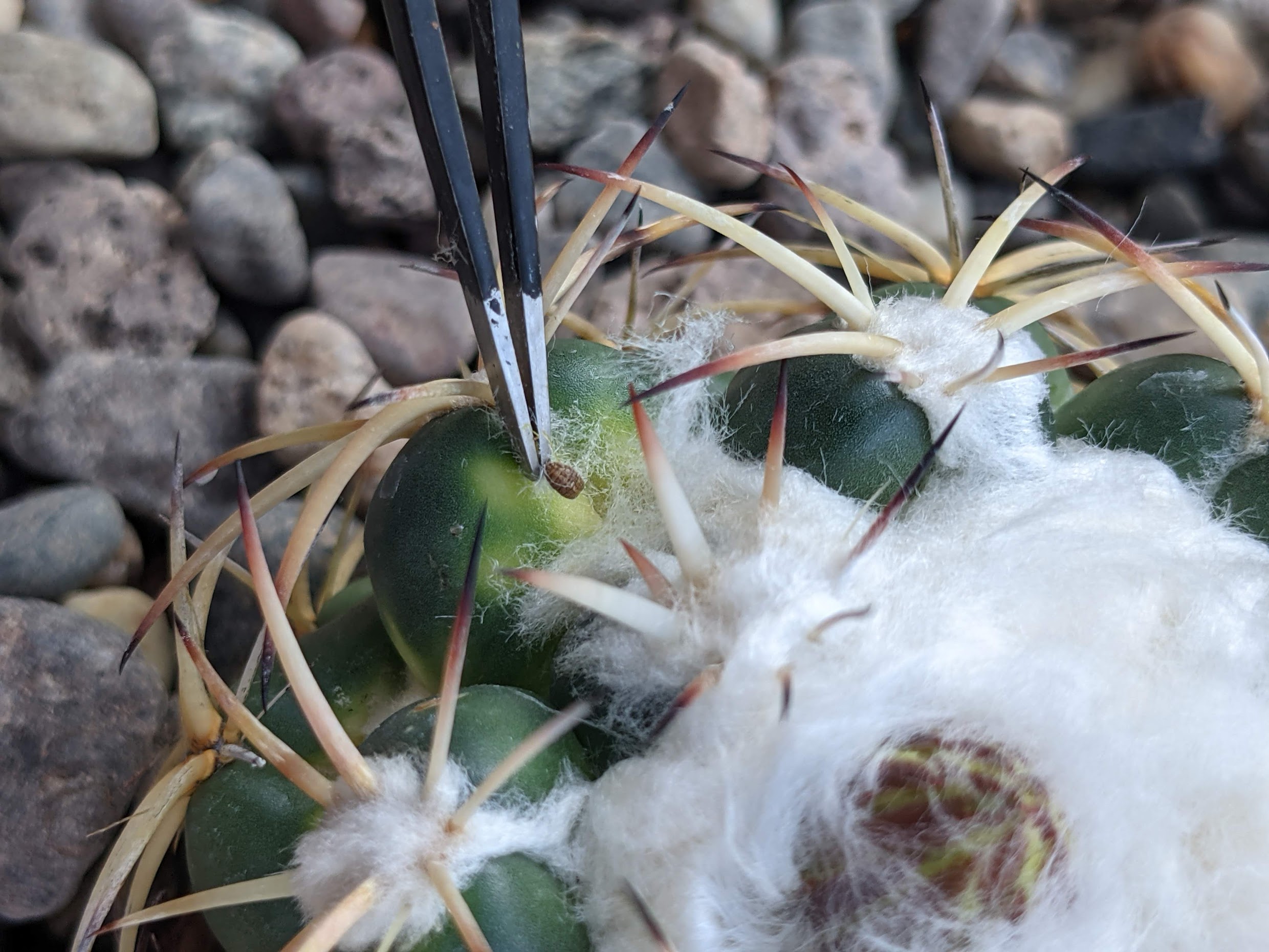 Identifying and Treating Mealy Bugs Trex Plants