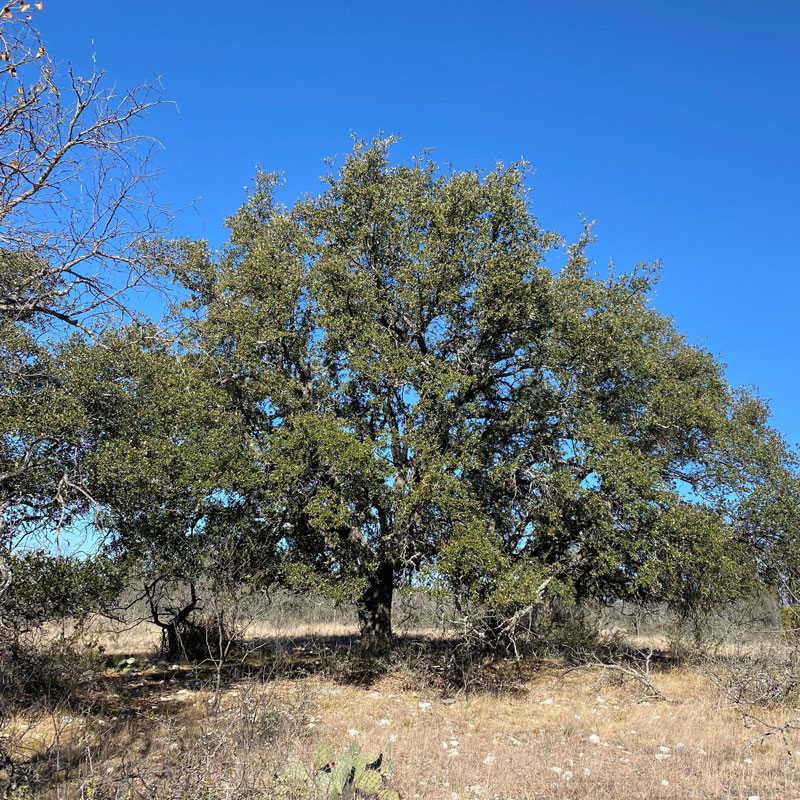 Trey Sullivan Texas Real Estate