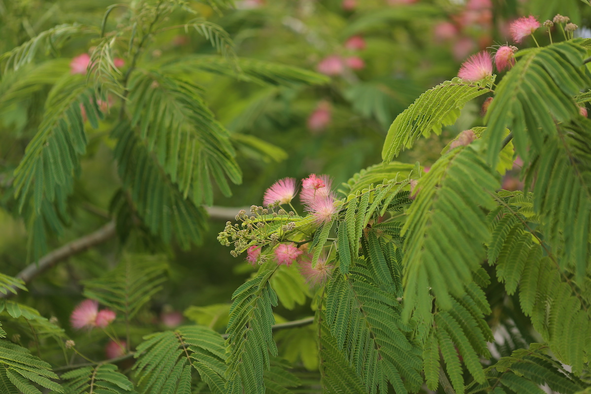 Mimosa Tree beautiful in bloom, disruptive invasive Triangle Land