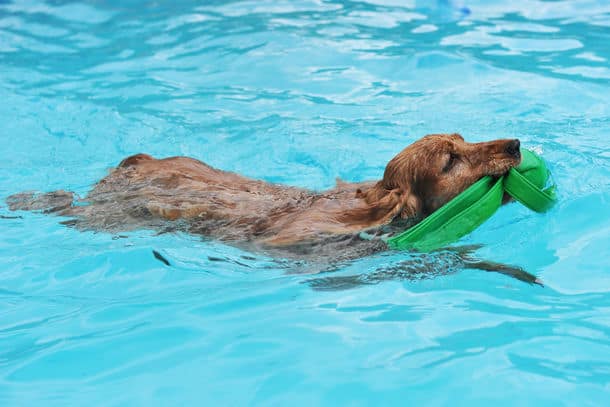dog swim day 2019