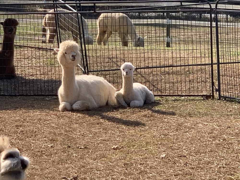 National Alpaca Farm Days celebration at Carolina Sunshine Alpaca Farm
