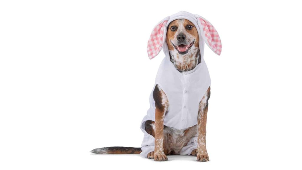 PetSmart Free pictures of your pet with the Easter Bunny Triangle on