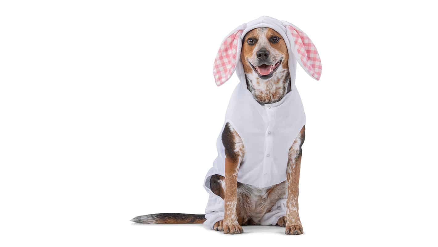 PetSmart Free pictures of your pet with the Easter Bunny Triangle on