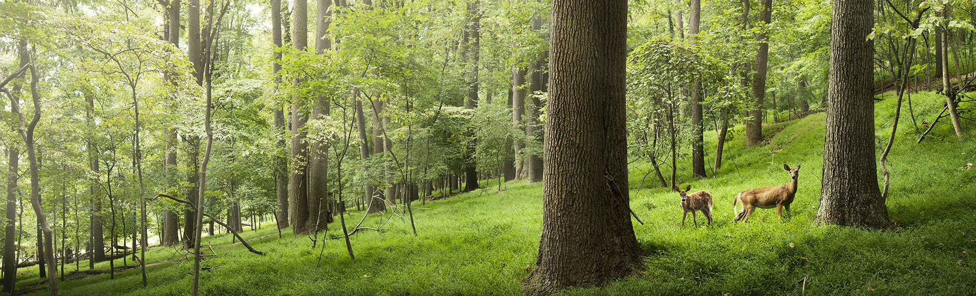 Land and Wildlife Management in North Carolina and Beyond