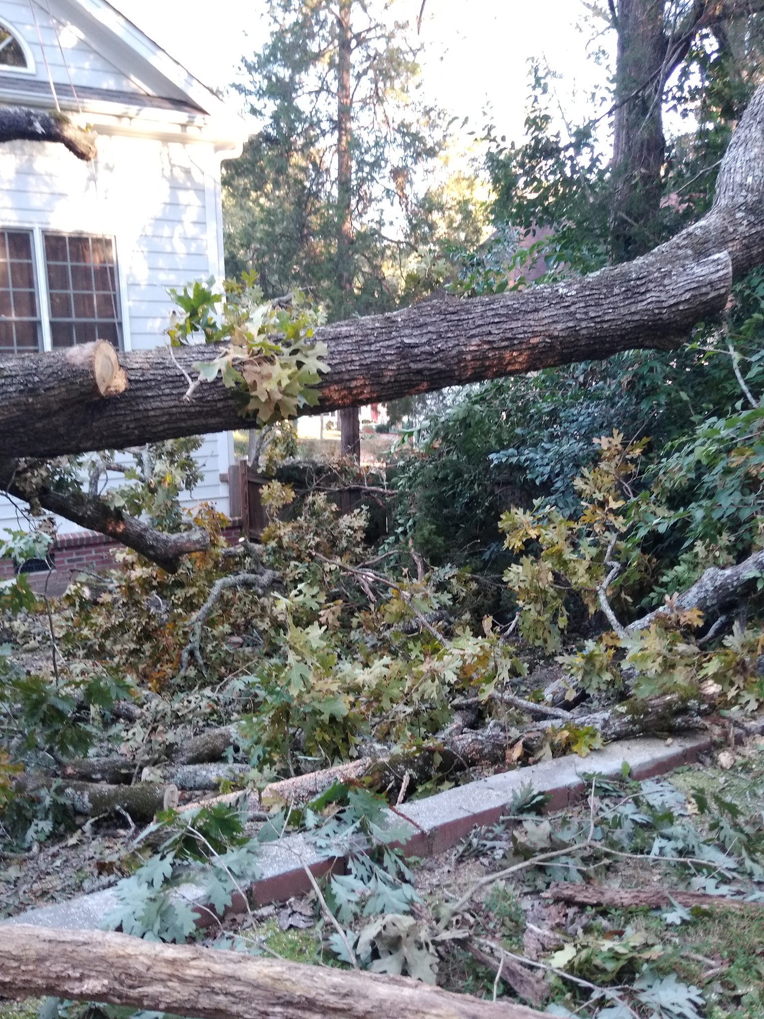Chapel Hill North Carolina Durham Tree Removal Service Company