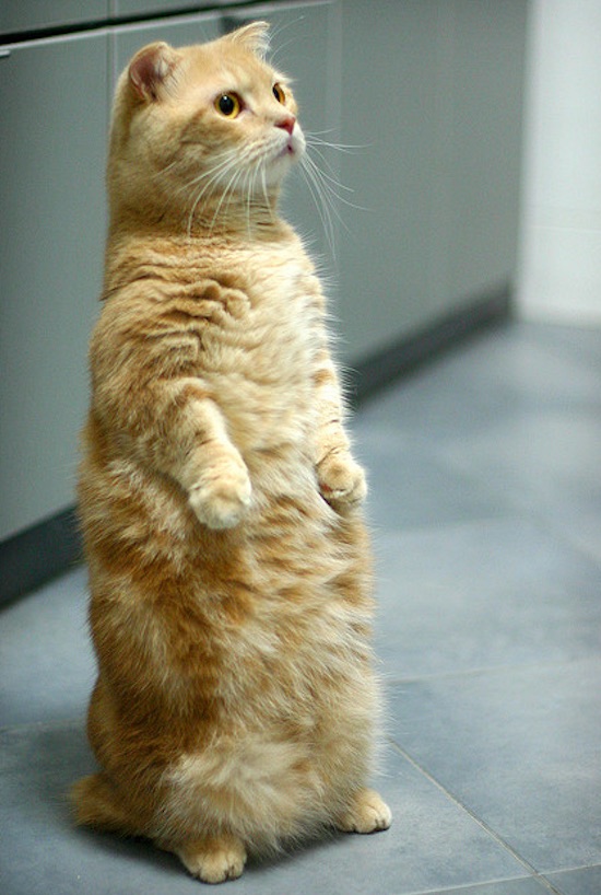 Trending bisnis jual beli kucing eksotik,… demand konsumen begitu