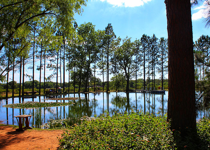 Fredericksburg Peaches Guide to Central Texas Orchards Tribeza