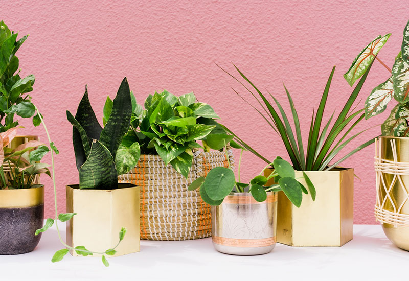 Austin Plant Shops for New and Experienced Green Thumbs Tribeza